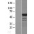 Western Blot: Estrogen Related Receptor gamma Lysate [NBL1-10347] - Western Blot experiments. 
Left-Control; Right -Over-expression Lysate for ESRRG